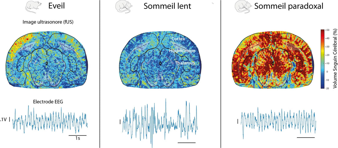 Unlocking Performance Sleep: More Than Just 8 Hours